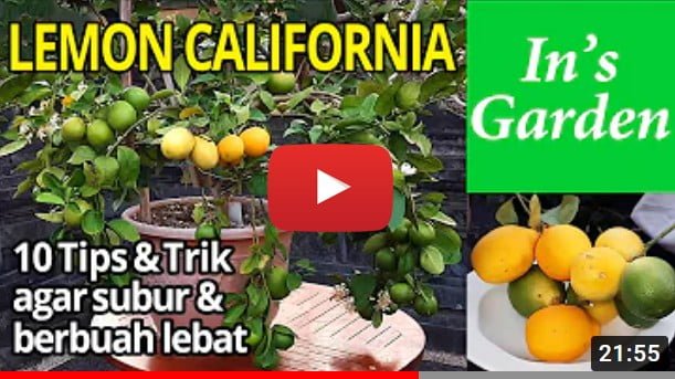 Lemon California